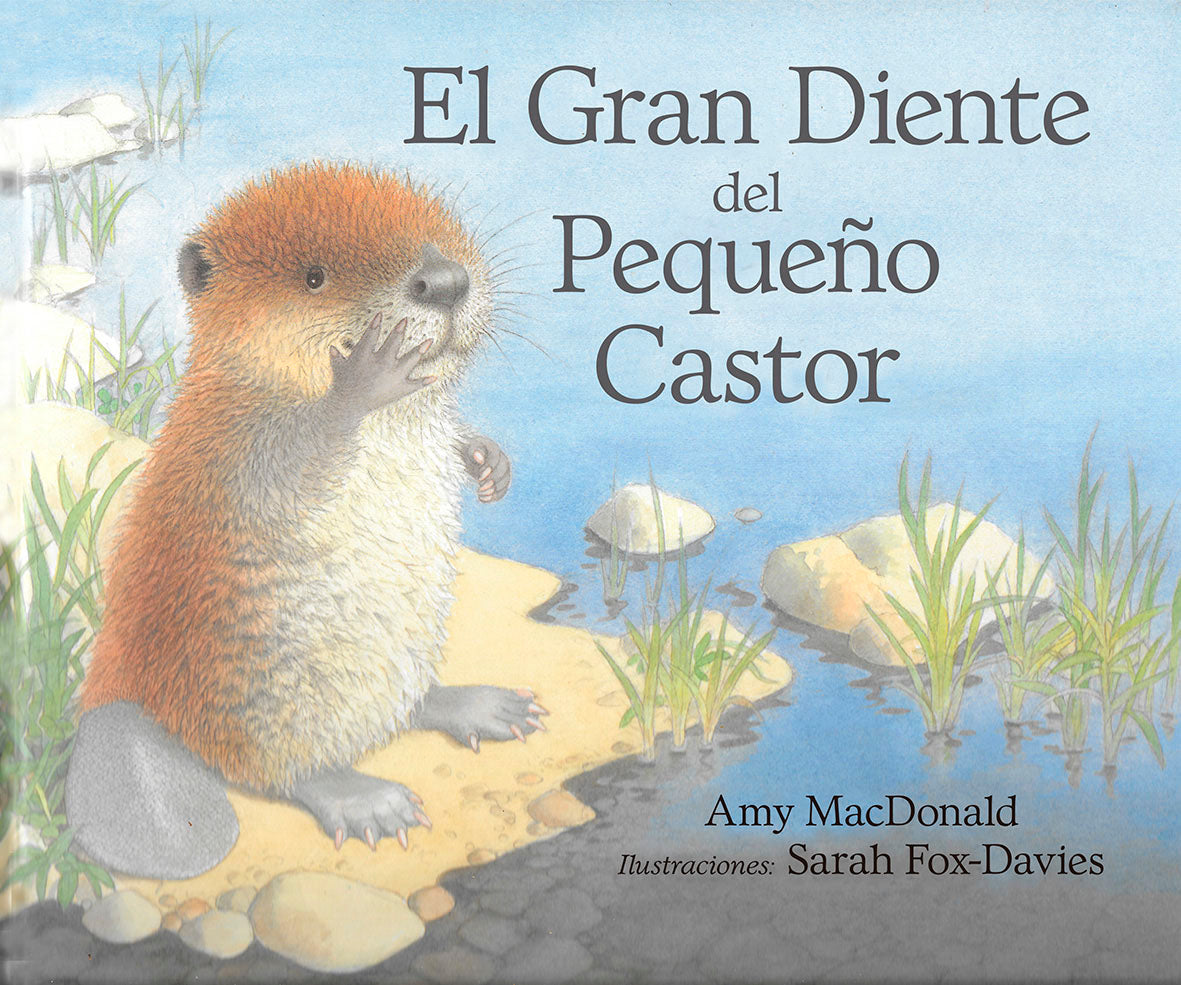 El gran diente del pequeño castor