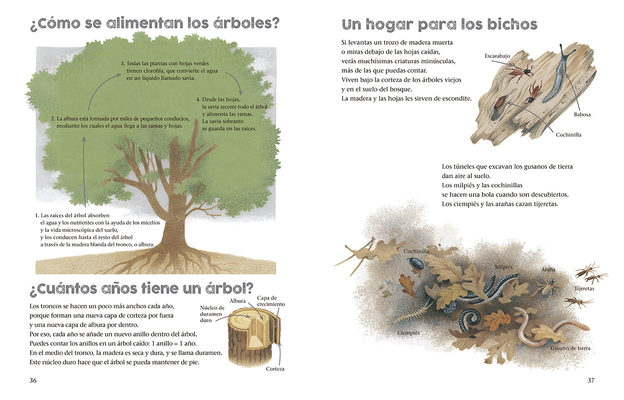 Un año alrededor del gran roble